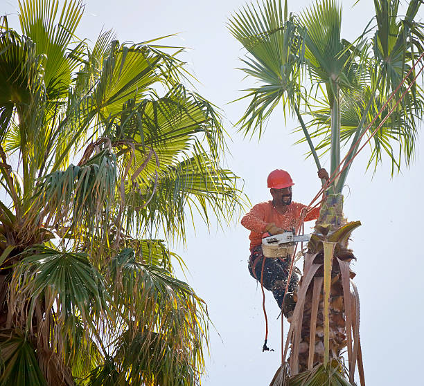 Best Emergency Storm Tree Removal  in Pleasant View, UT